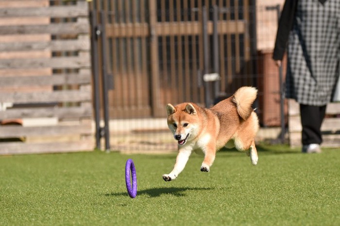 おもちゃを追いかける柴犬