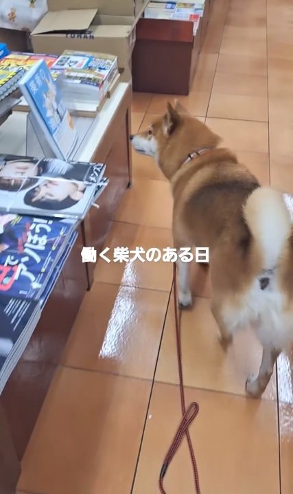 本屋の看板犬クムちゃん