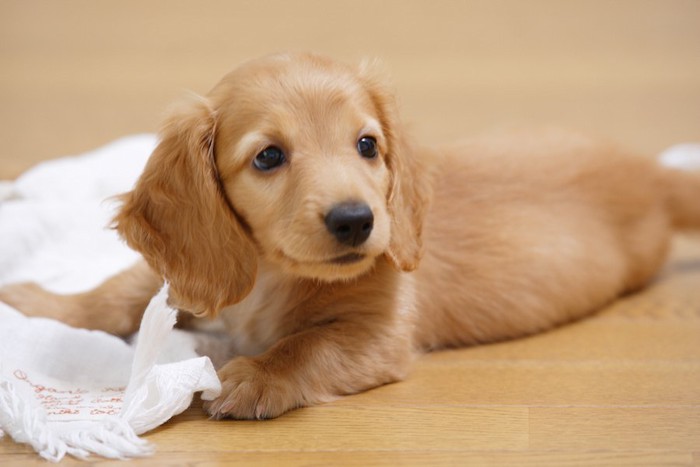 フローリングの上のダックスフンドの子犬