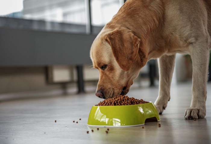 餌を食べる犬