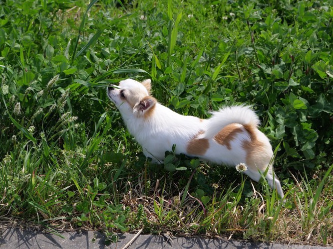 散歩中に草むらの匂いを嗅ぐ犬