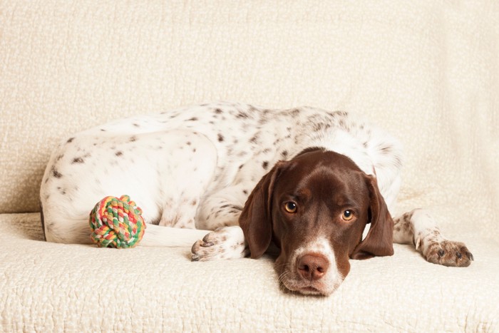 ソファの上で伏せているイングリッシュ・ポインター