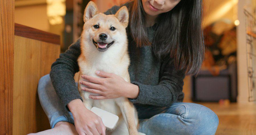 柴犬と飼い主