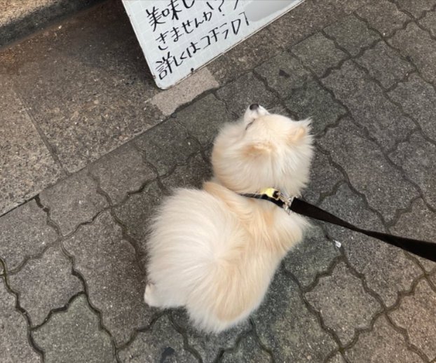 ポメラニアン