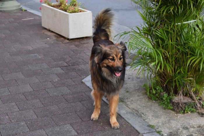 たたずむ野良犬