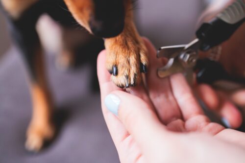 犬の爪を切る人
