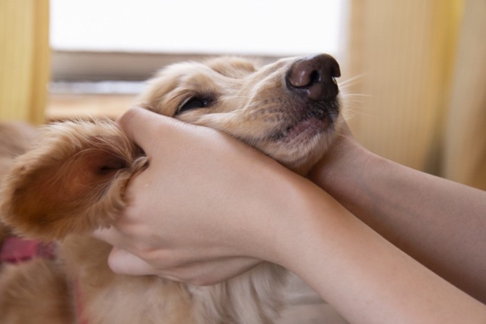 飼い主がミニチュアダックスフンドを撫でる