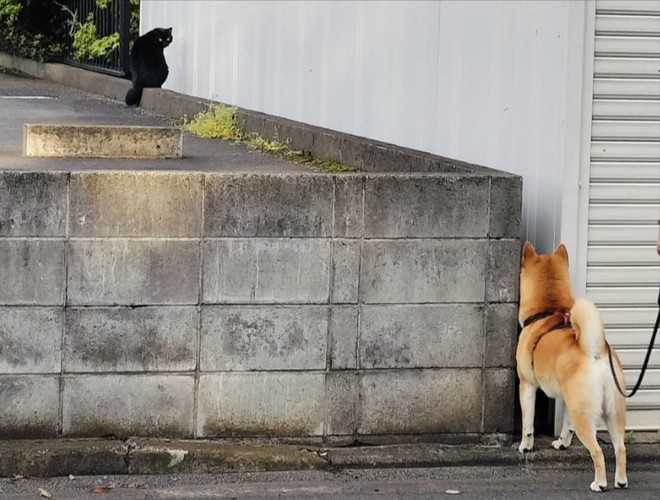 柴犬