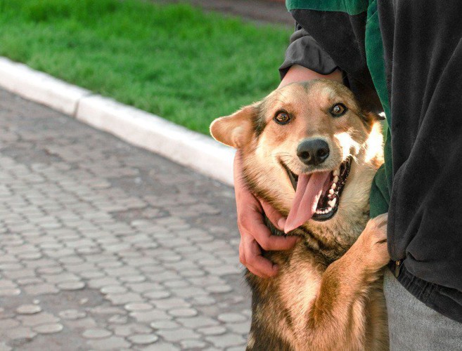 飼い主にしがみつく犬