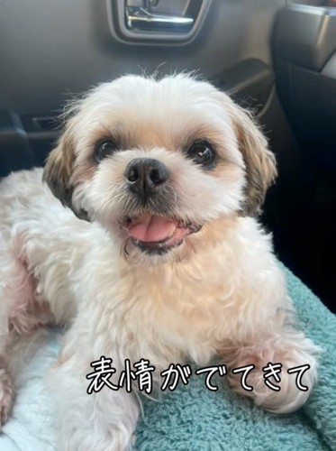笑顔のシーズー
