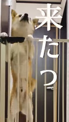 ゲートから身を乗り出す犬