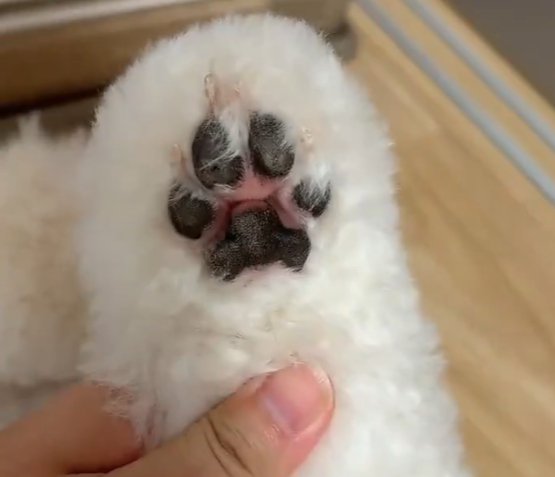 肉球
