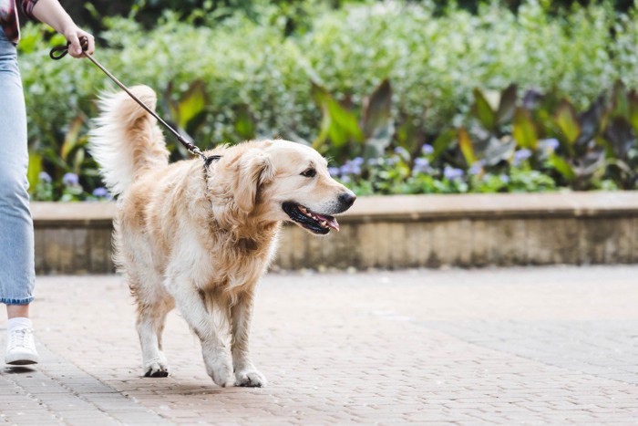 散歩する犬と飼い主