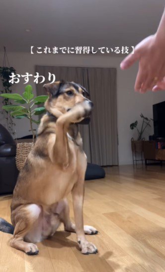 おっ！「おて」してくれるか！？