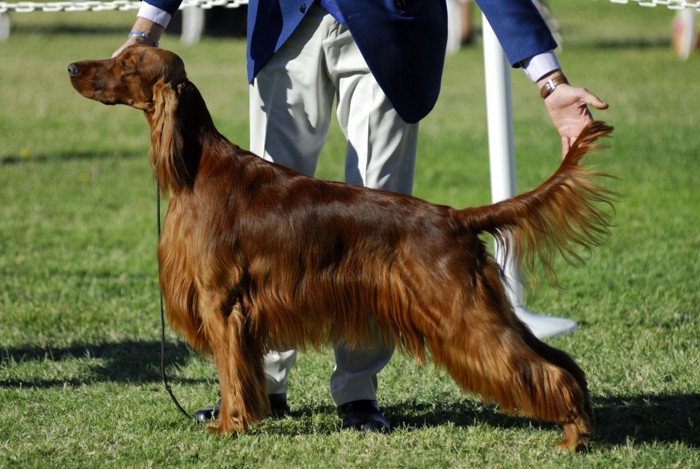 ドッグショーの犬