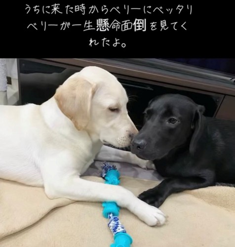 顔を寄せ合う2匹の犬