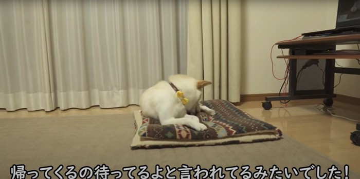 飼い主のニオイがついたマットで伏せる柴犬