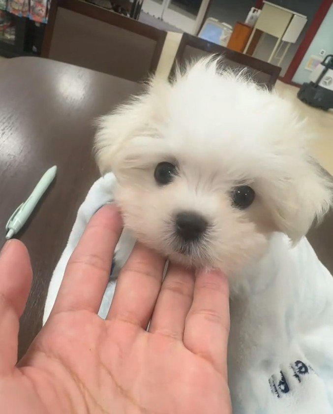 お家に迎えた日の赤ちゃん犬
