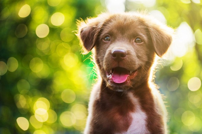 茶色の子犬