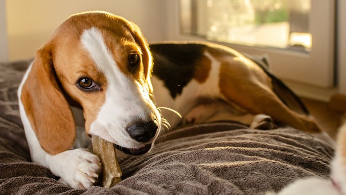 ベッドの上でおやつを食べる犬