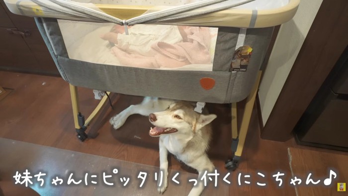 頼もしいにこちゃんに感嘆!