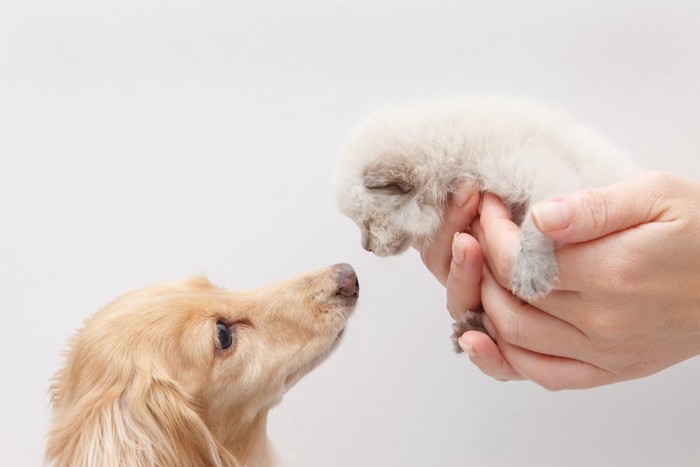 手のひらサイズの子猫を見つめるダックスフンド