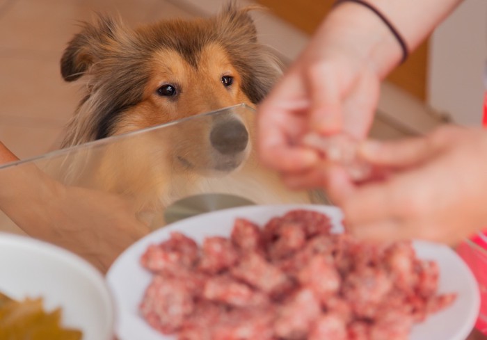 テーブルの下からご飯を見つめるコリー