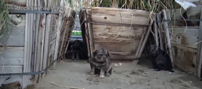 地面に座る子犬たち