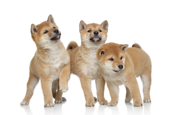 並んで立つ3頭の柴犬の子犬