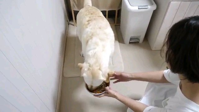 ご飯食べる犬