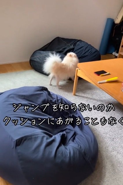 ジャンプできないゆめちゃん