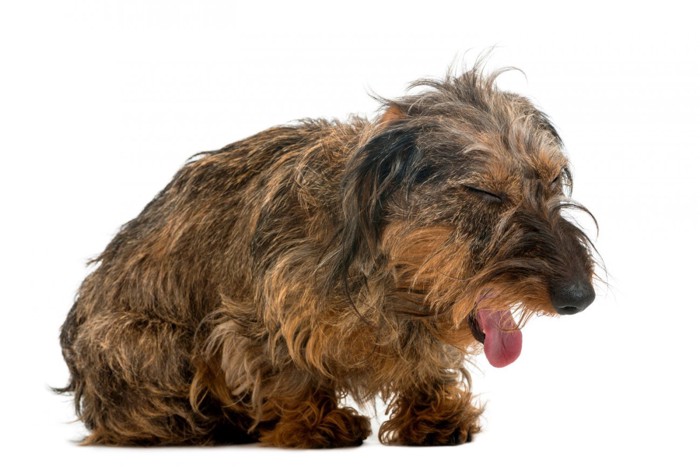 えずいている犬
