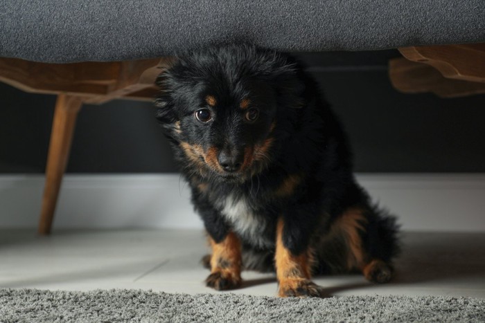 怯えて隠れている犬