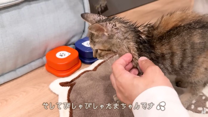 ワンコたちと子猫の再会5