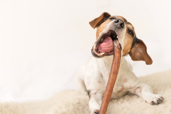 おやつを食べている犬