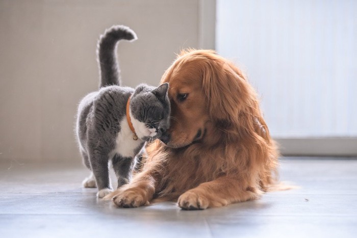 じゃれあう犬と猫