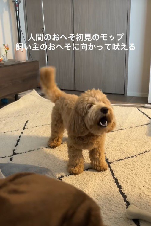 おへそを見たアルくんの反応5