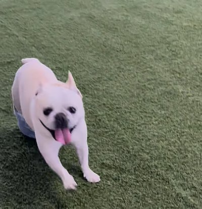 ドッグランで遊ぶ犬