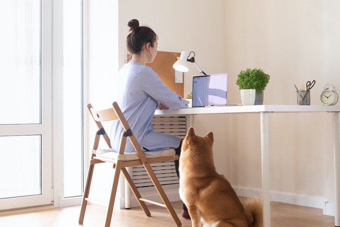 椅子に座ってPC作業をする飼い主を見守る柴犬