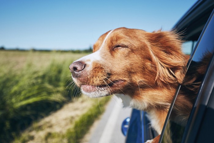 車から顔を出している犬