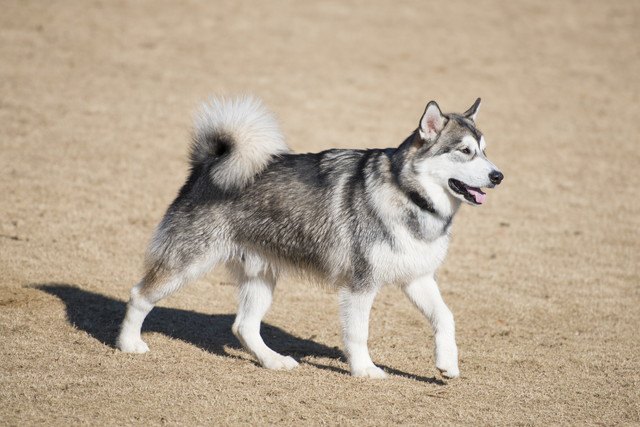 アラスカンマラミュート