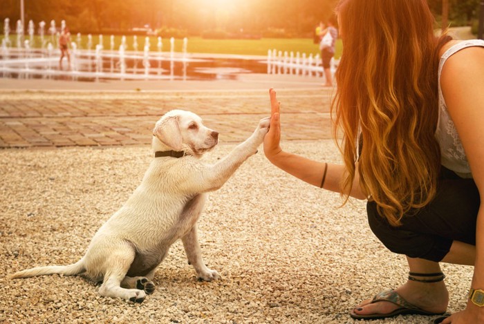 飼い主と子犬がハイタッチしている写真