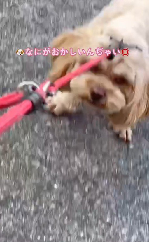 「お前とは歩かない…！」