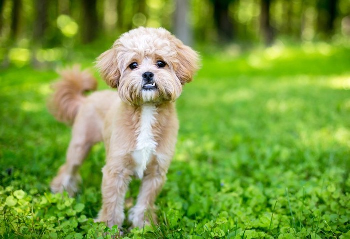 立っている犬