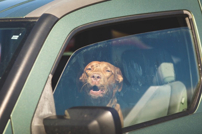 窓の開いた車に置き去りにされた白い犬