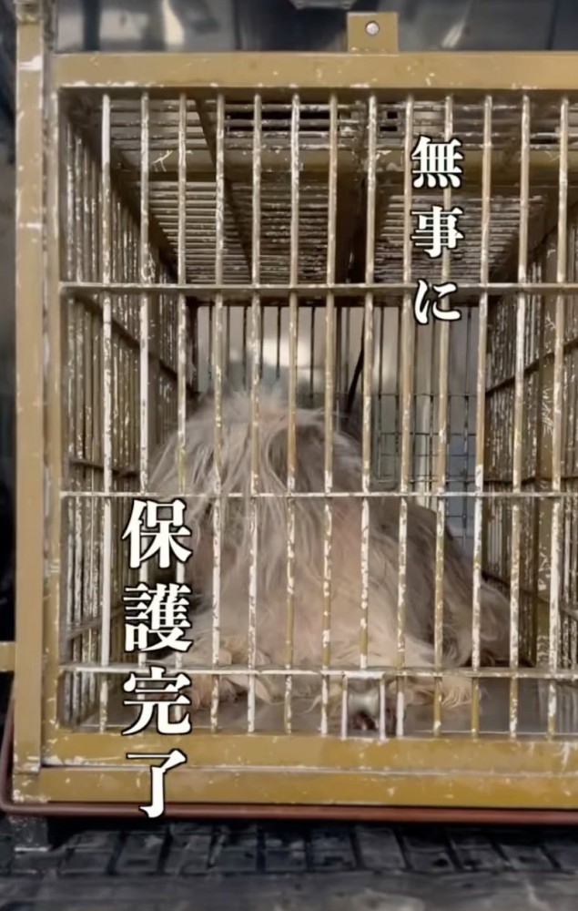 ケージに入る犬
