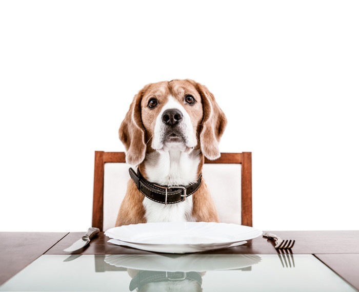 食事待ちの犬