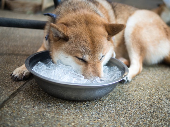 氷に鼻を突っ込む柴犬