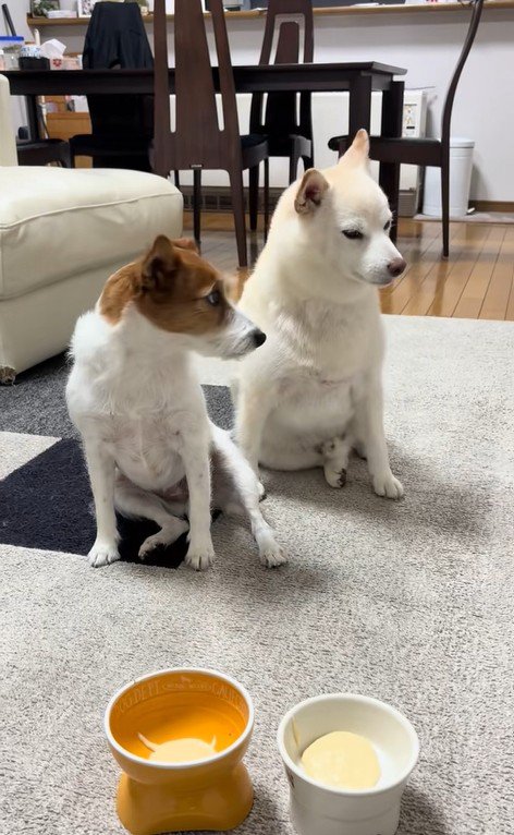 「ヨシ」と言った時の銀くんとエマちゃん3