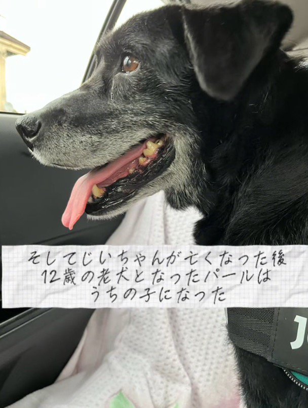 車の窓から外を眺める犬